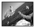 Feeding the gulls di Amine Kansoussi 