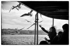 Feeding the Gulls