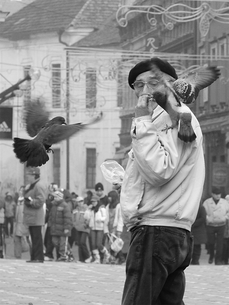 feeding the pigeons