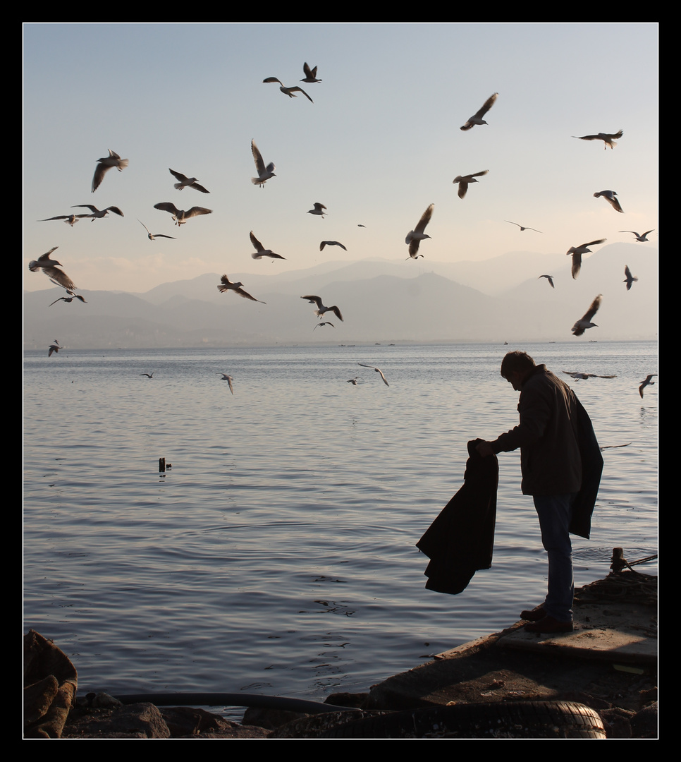 feeding the seagulls