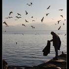 feeding the seagulls