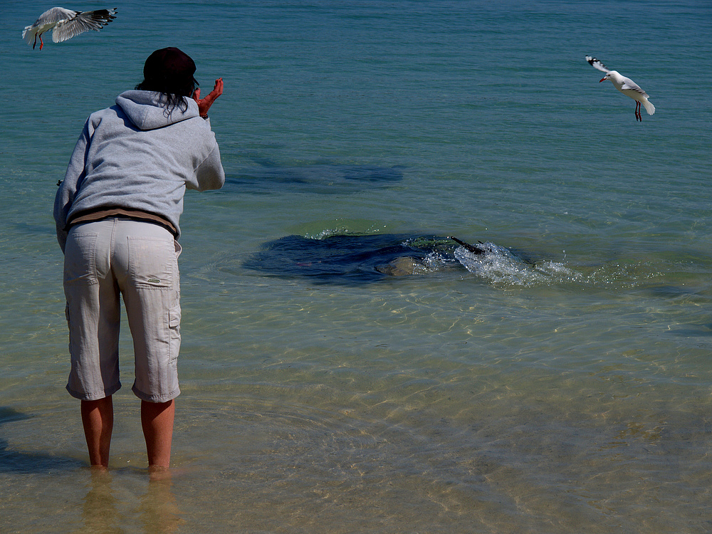 feeding the stingrays