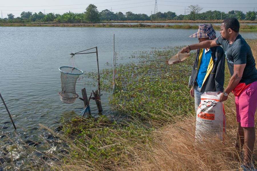 Feeding the Tilapia fish