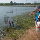 Feeding the Tilapia fish