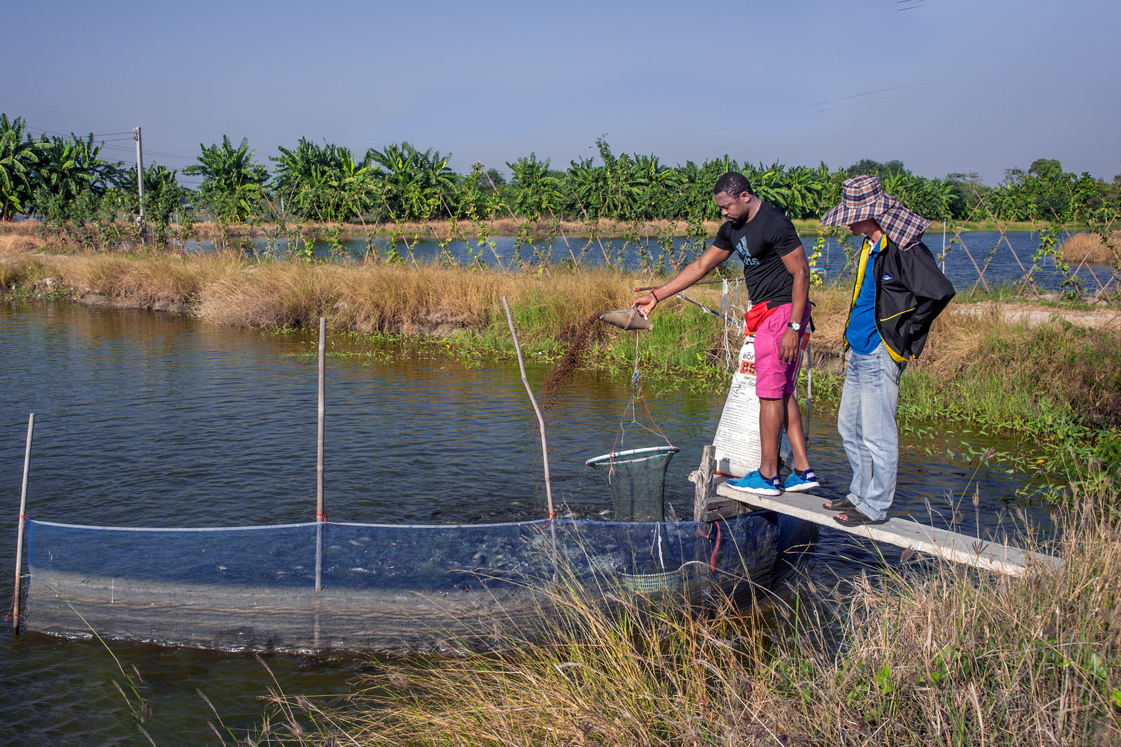 Feeding the Tilapia fish