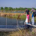 Feeding the Tilapia fish