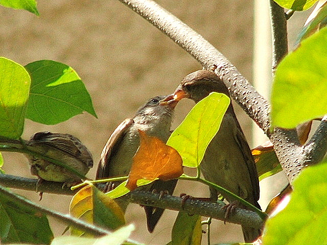 feeding the youngone