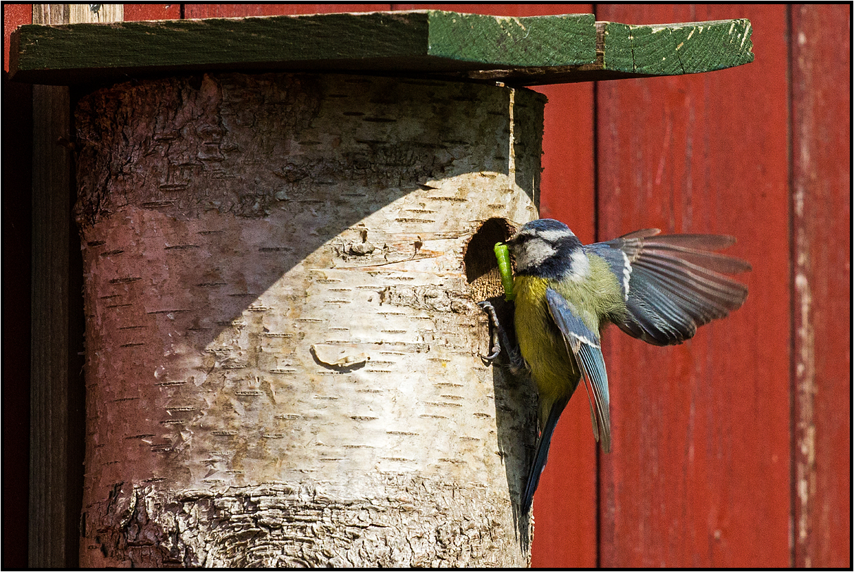 feeding time