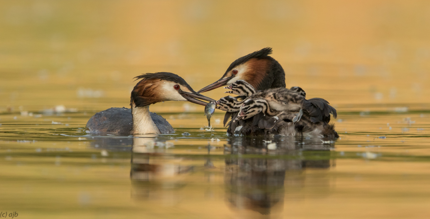 Feeding time