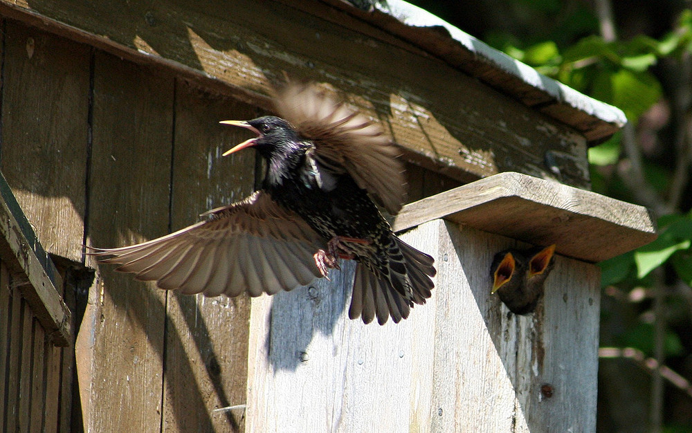 Feeding time