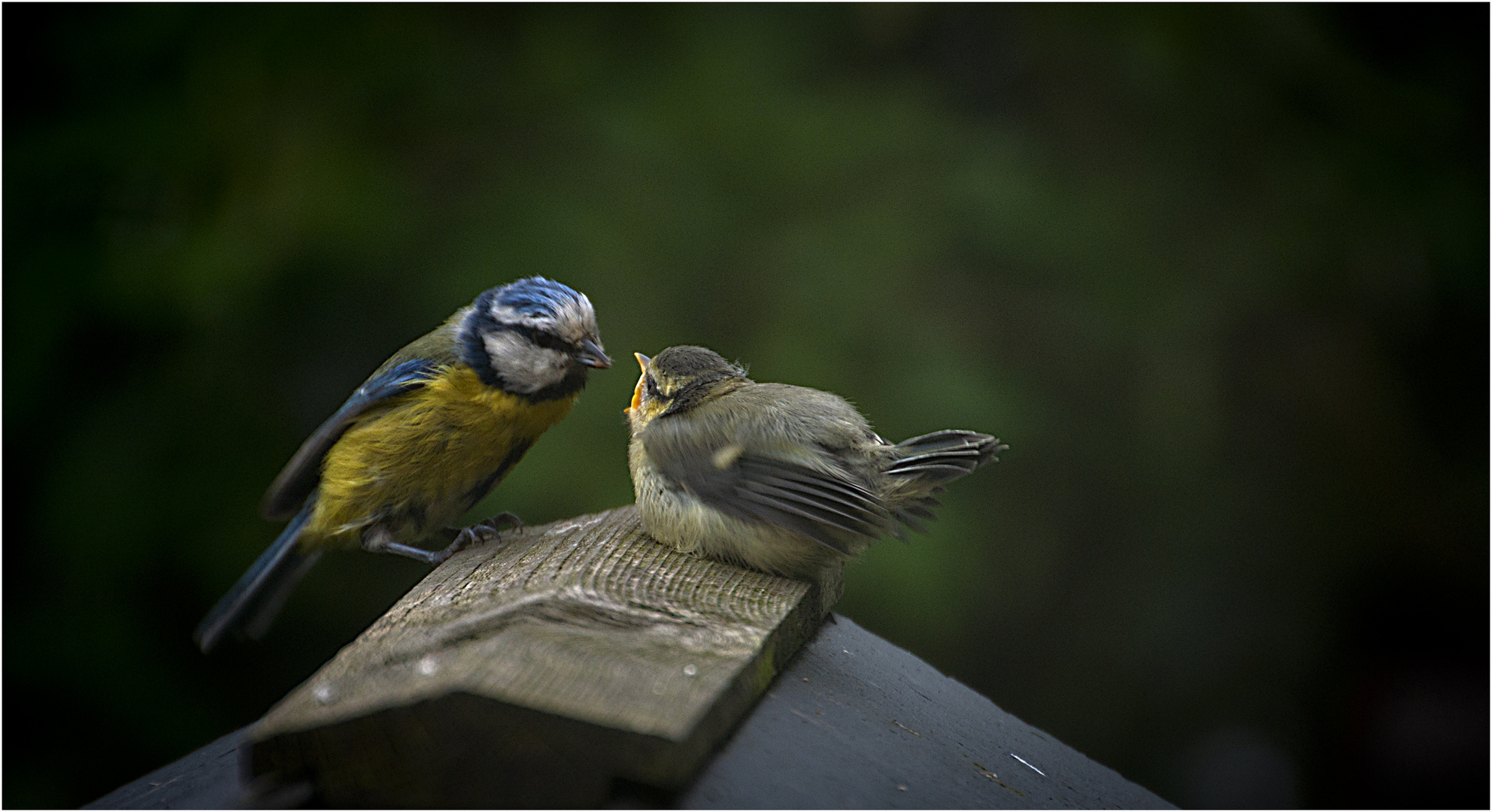 Feeding time