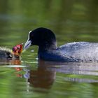 Feeding time