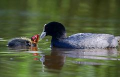 Feeding time