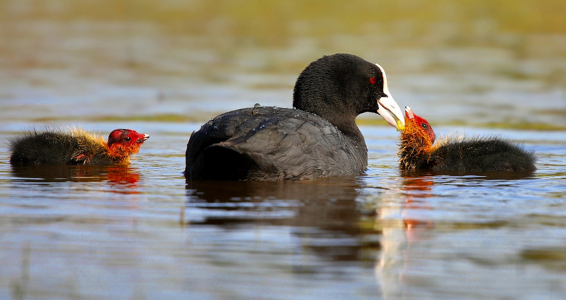 Feeding time