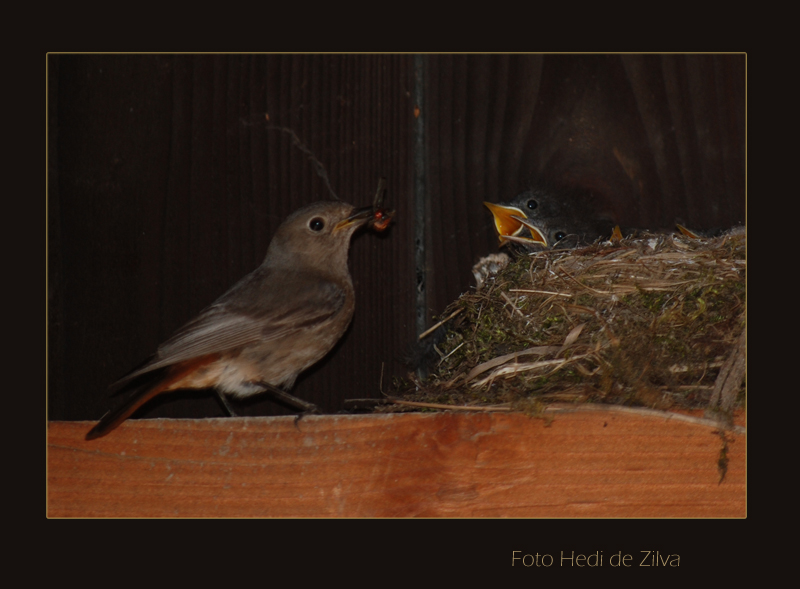 feeding time