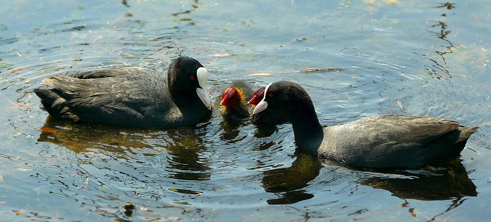 Feeding time