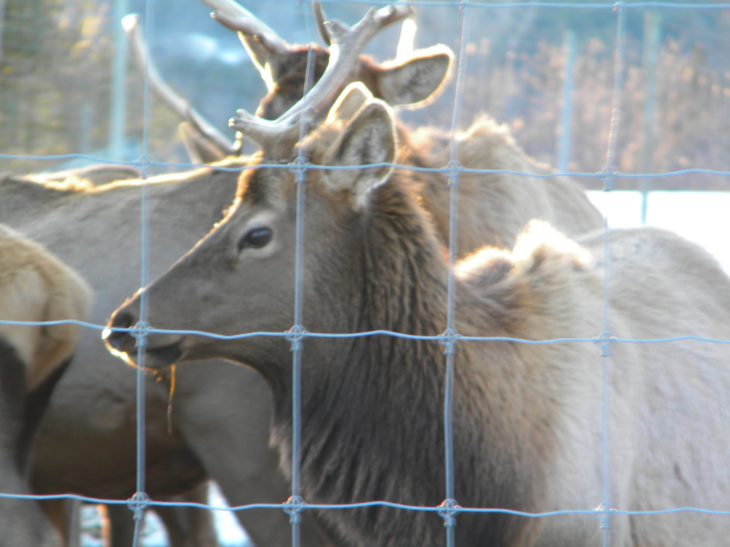 Feeding time for the Elk