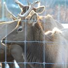 Feeding time for the Elk