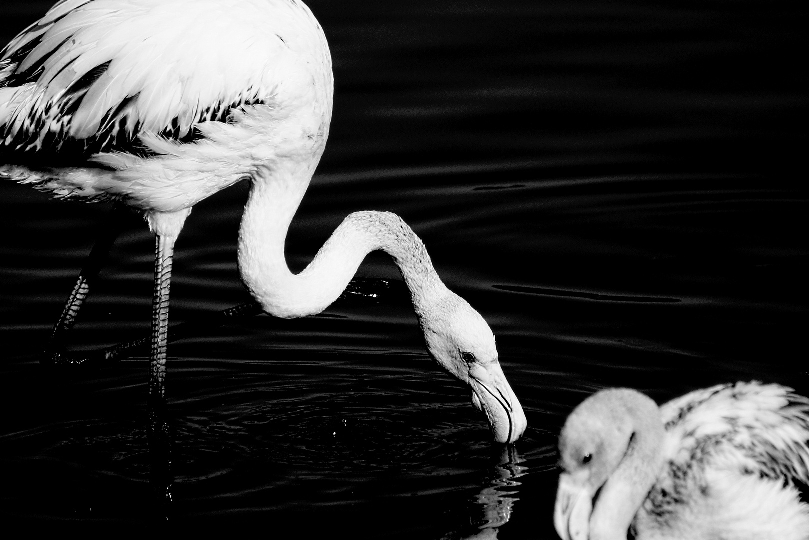 Feeding while Scratching, Scratching while Feeding