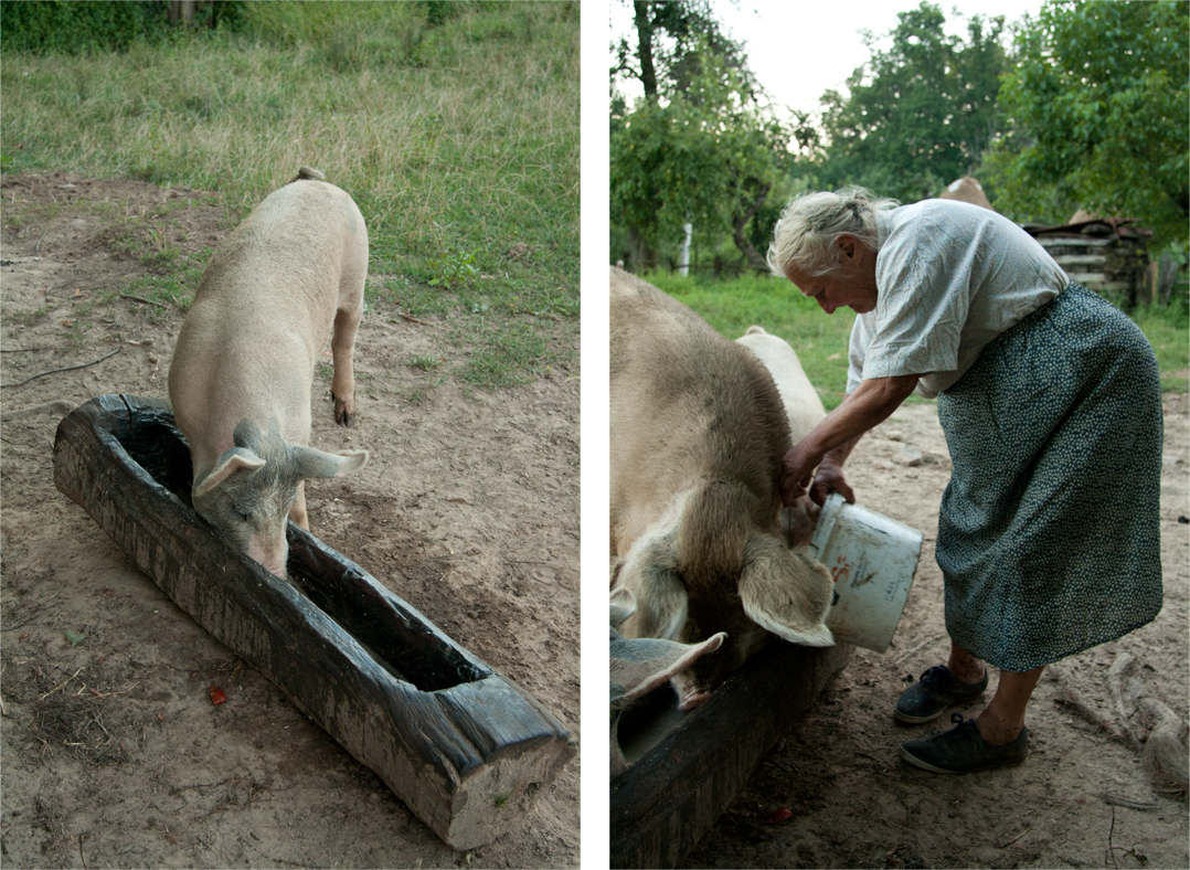 feeding.time