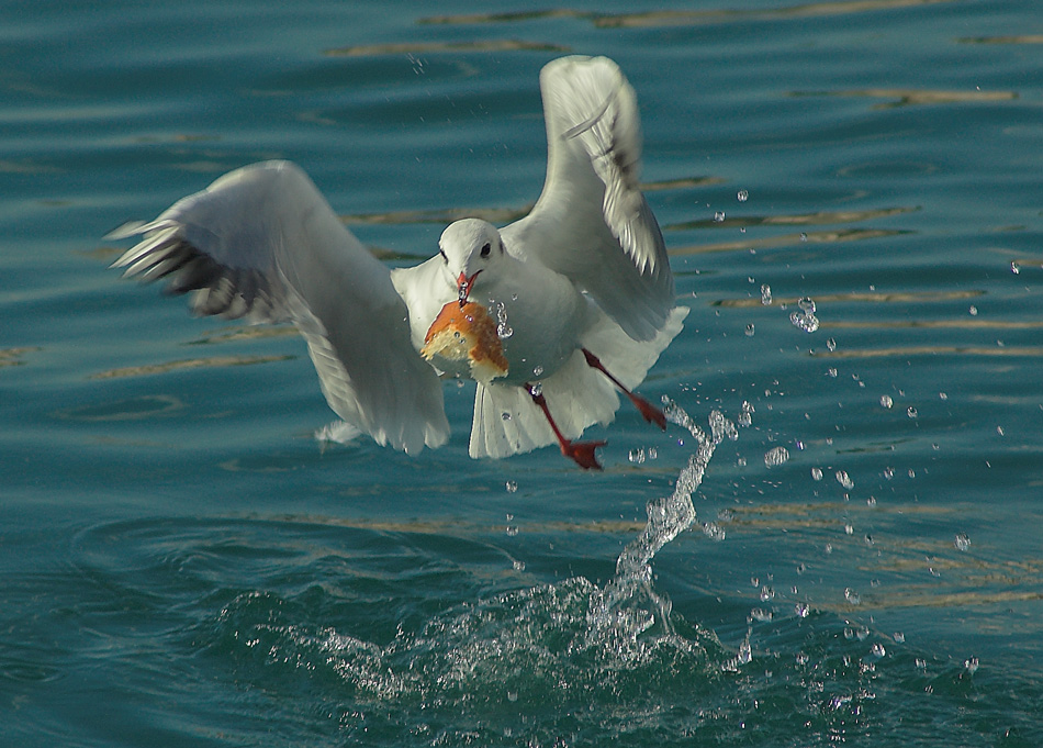 Feedingtime