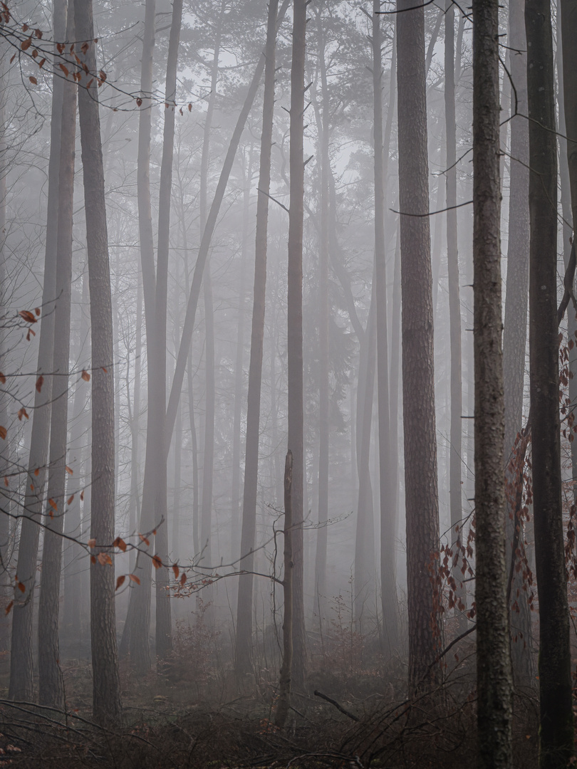 Feel the silence in the foggy forest