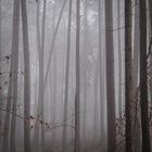 Feel the silence in the foggy forest