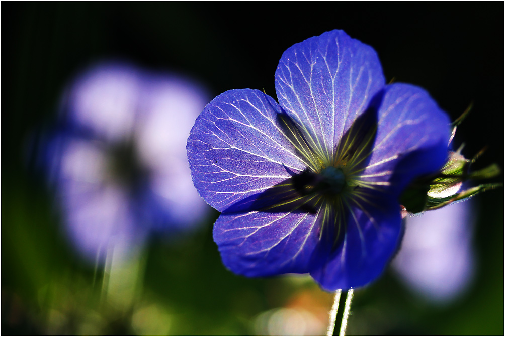 feeling blue