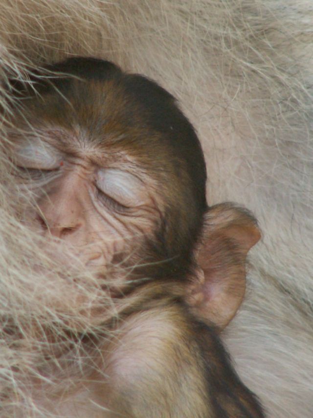 Feeling Save (Macaca Sylvanus)