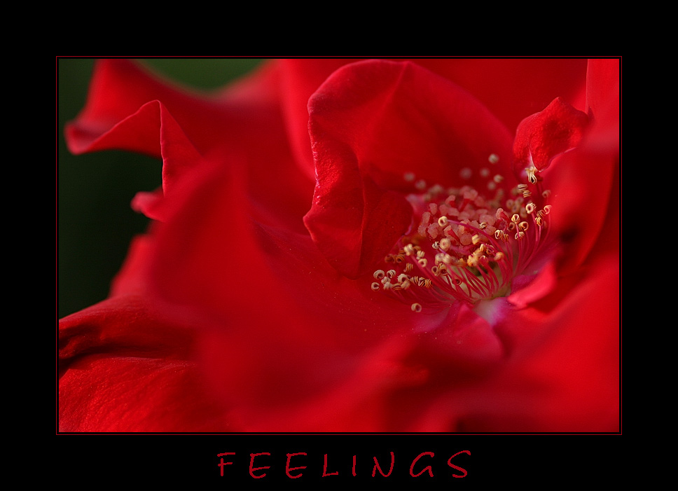 Feelings (Reload)