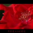 Feelings (Reload)