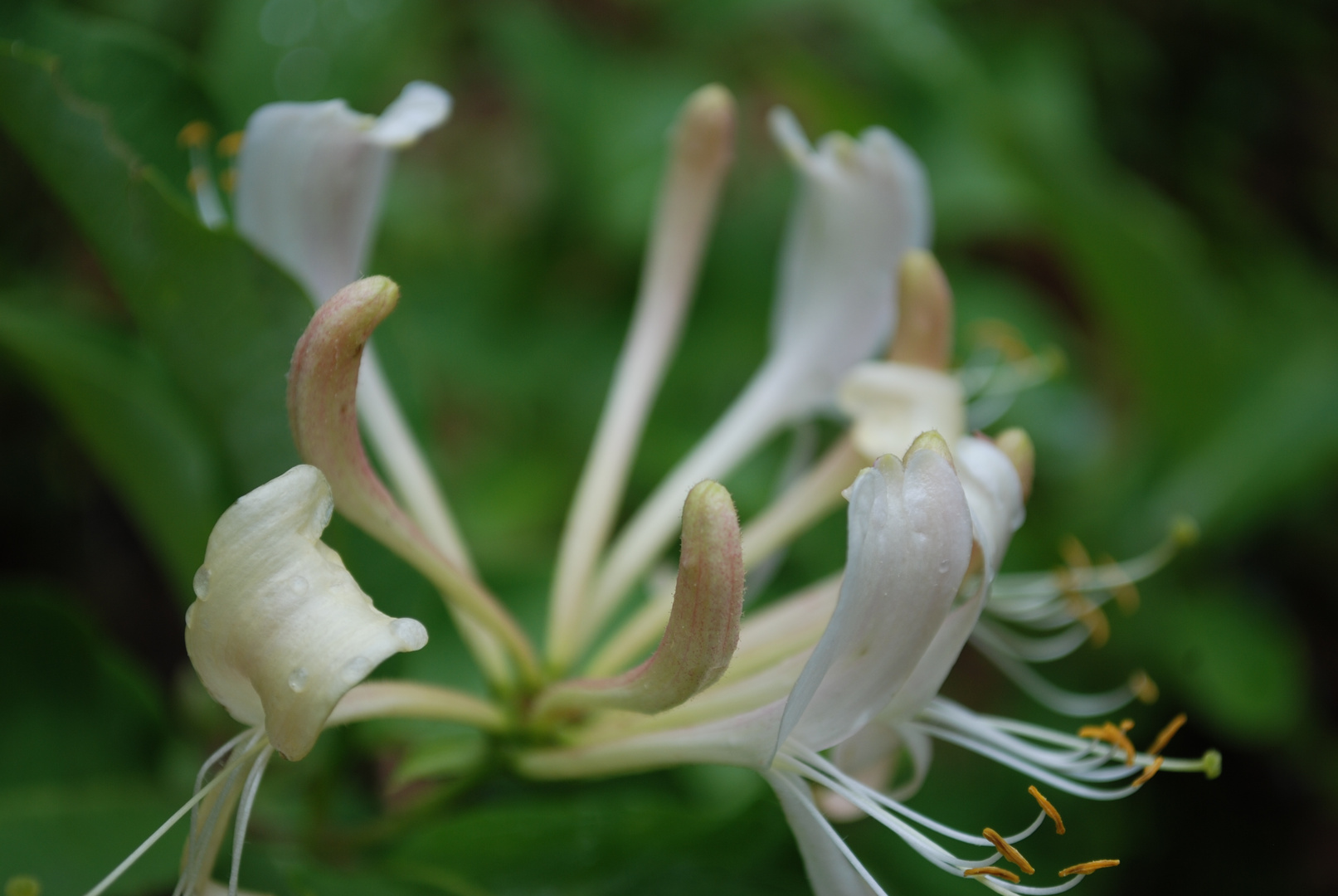 Feenblume