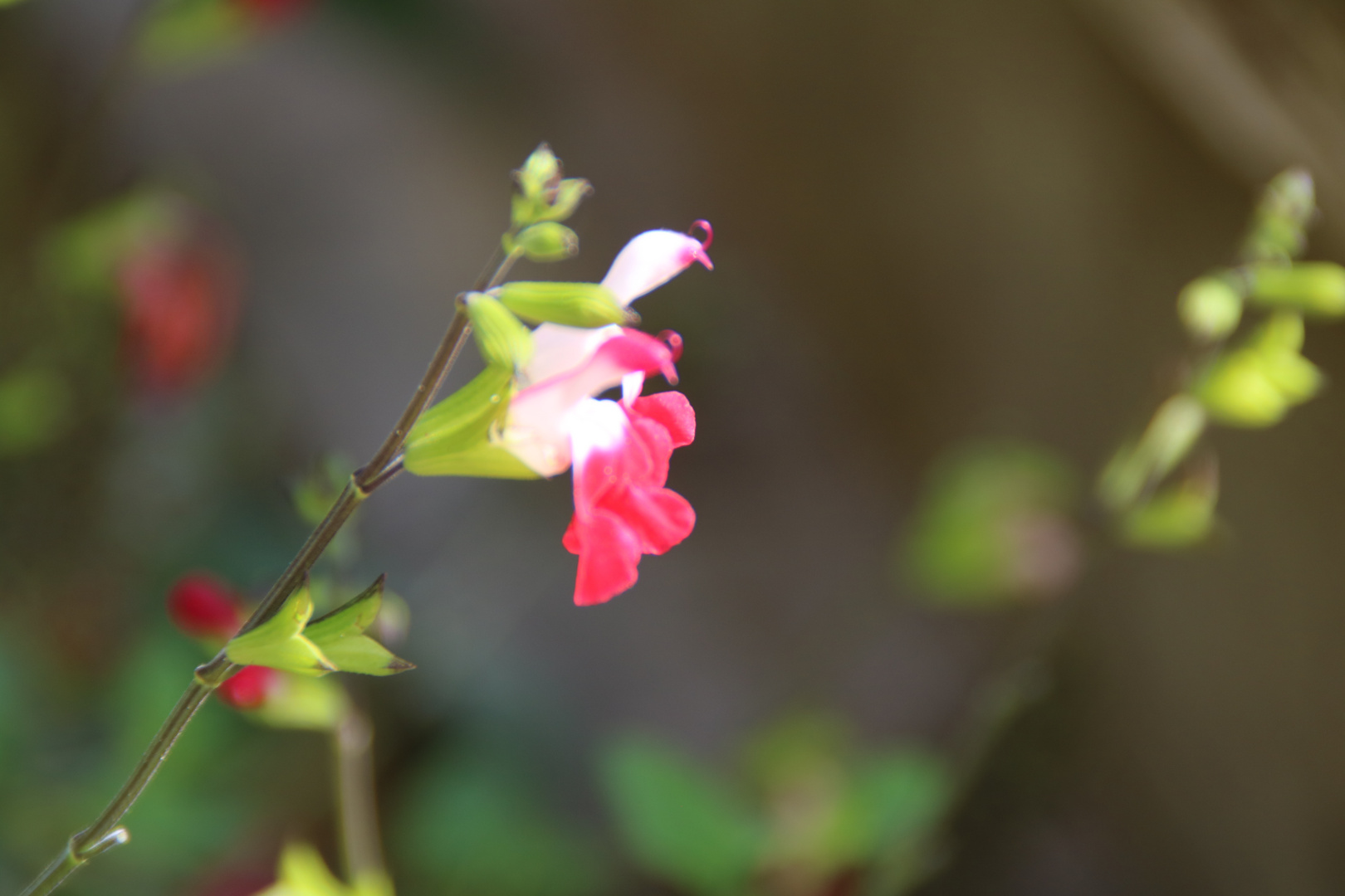 Feenblumen zart und zerbrechlich