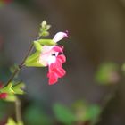 Feenblumen zart und zerbrechlich