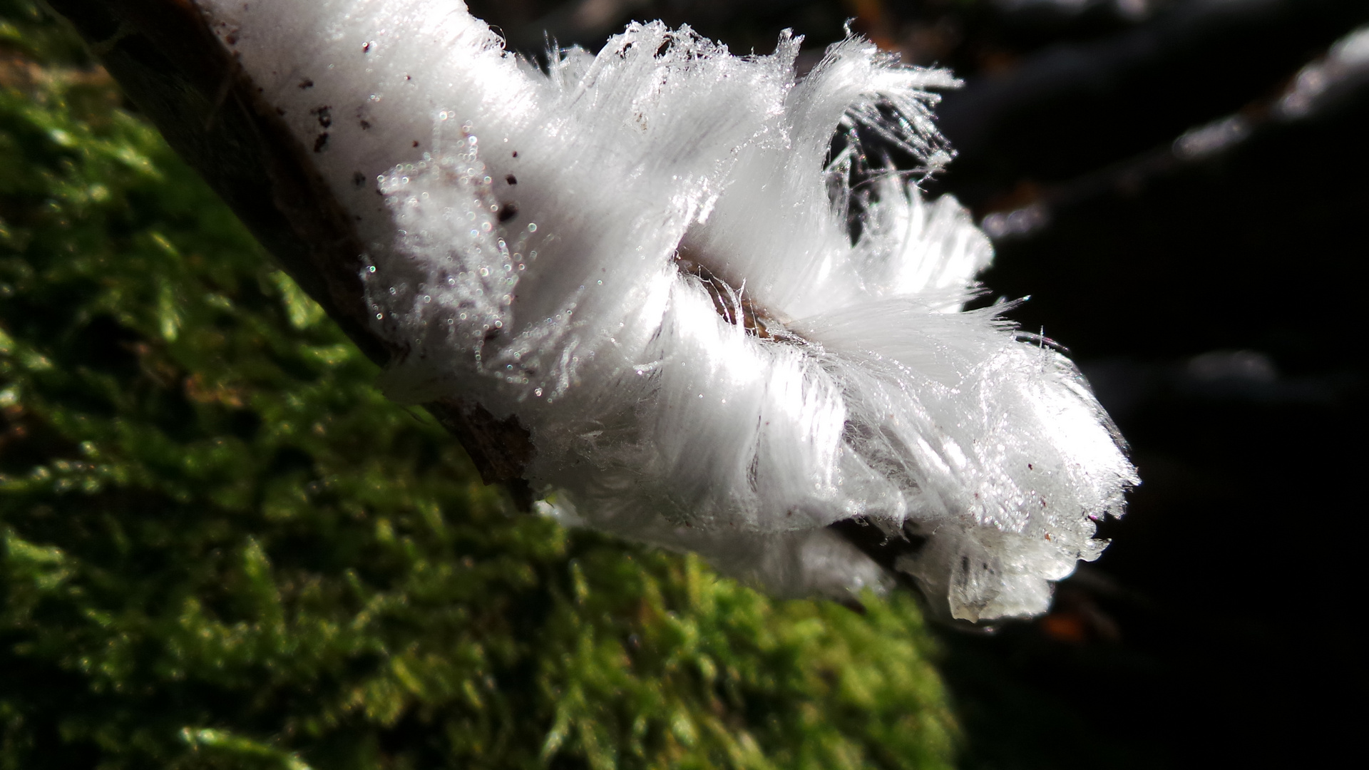 feeneis....schwäbischer Wald heute