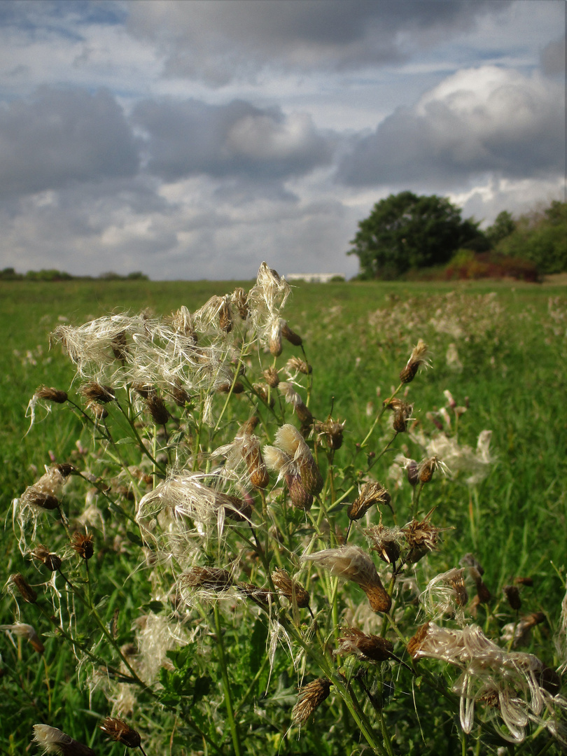 Feenhaar Foto & Bild natur, landschaft Bilder auf