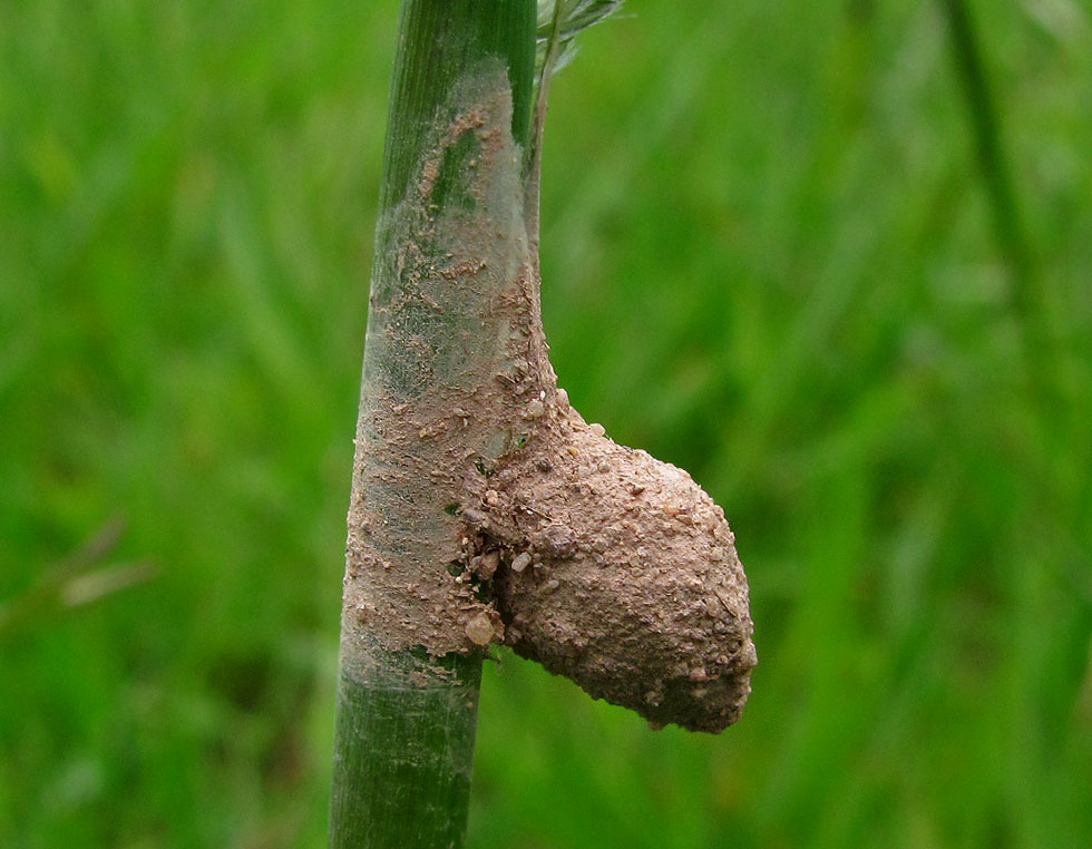 Feenlämpchen mit Erde bedeckt