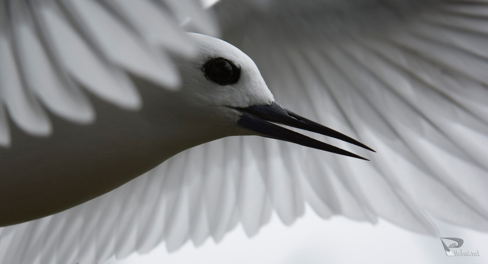 Feenseeschwalbe im Flug