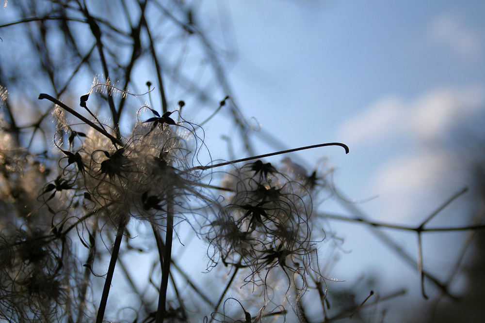 Feentanz im Winterlicht