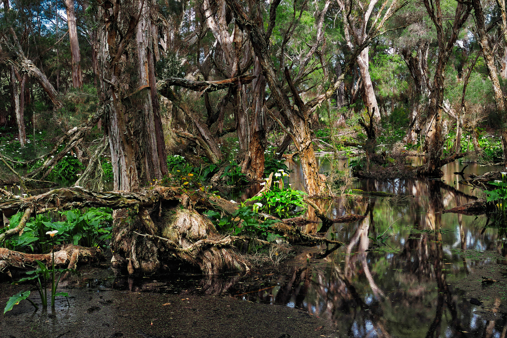 FEENWALD IN WEST-AUSTRALIEN