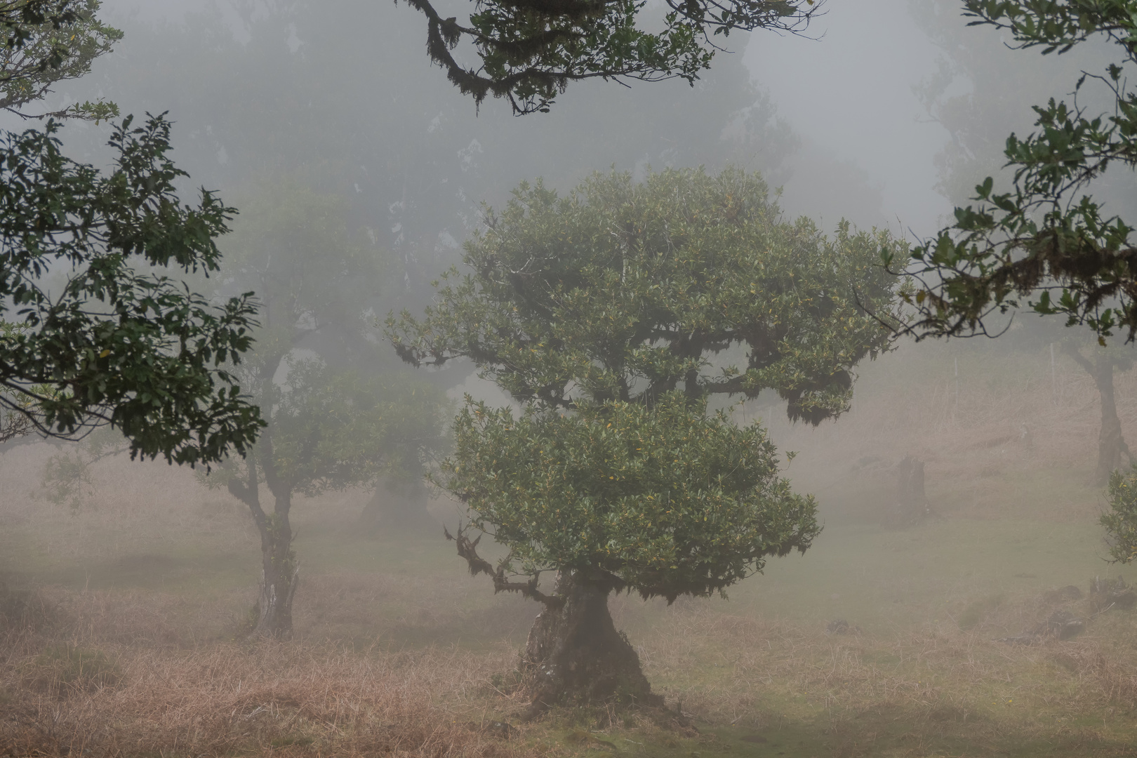 Feenwald - Madeira