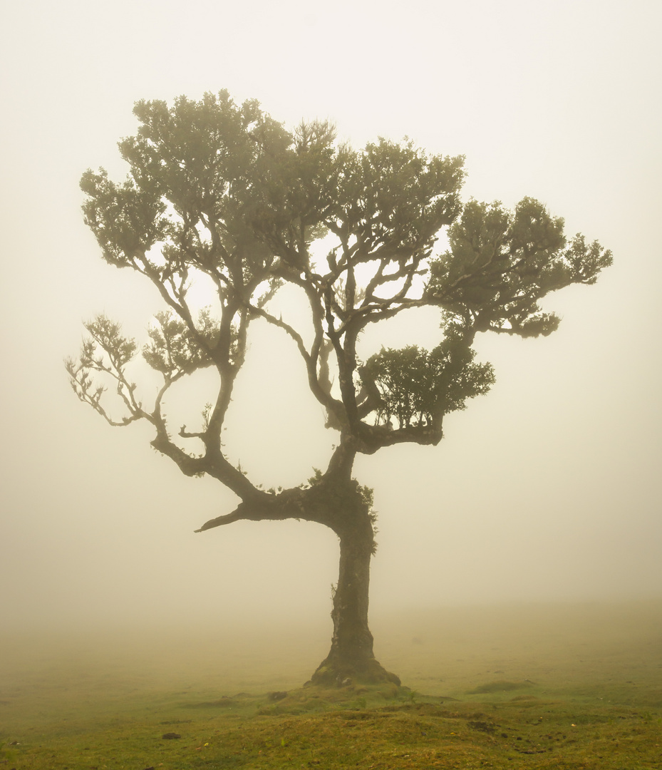 Feenwald Madeira Fanal