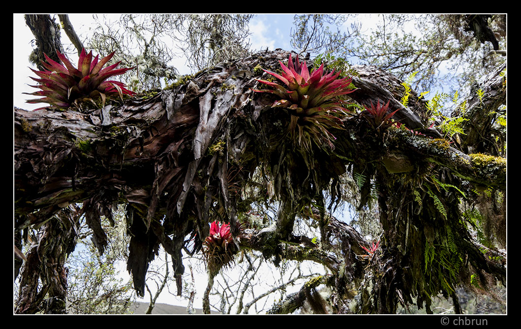 Feenwald, Paramo del Angel, Ecuador