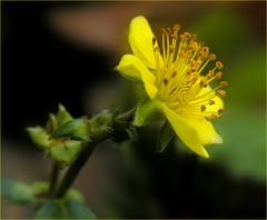 ...fehlen nur noch die Bienen