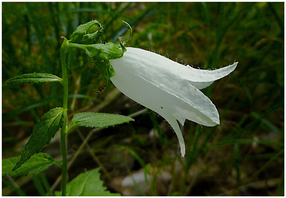 Fehlfarben-Blüte d. Nesselblättrigen Glockenblume