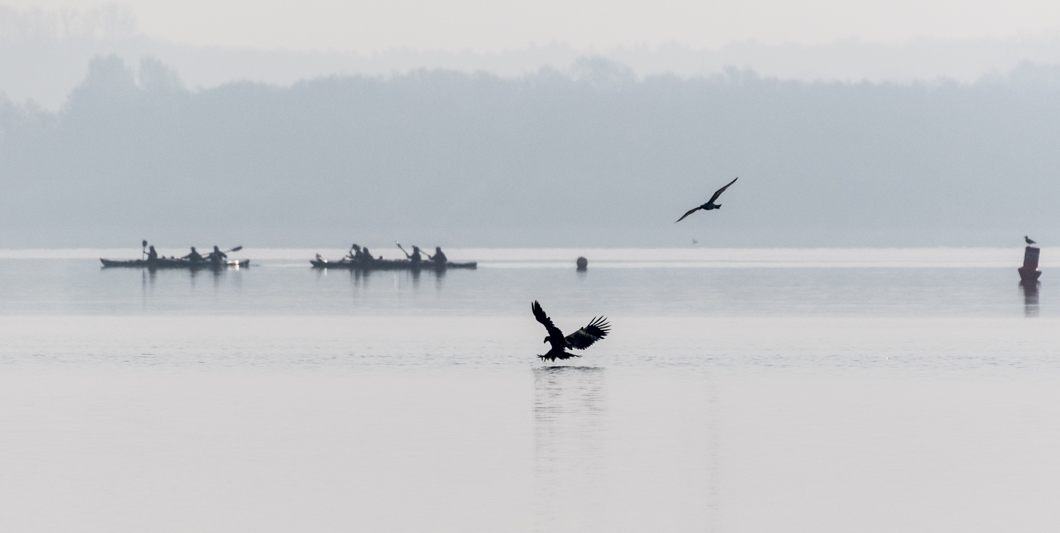 Fehlschlag im Morgennebel