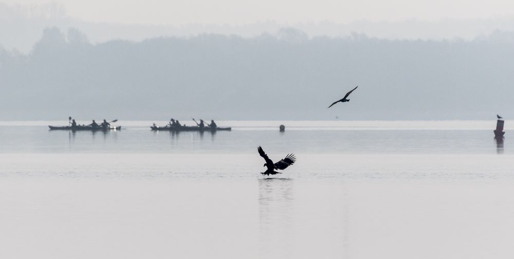 Fehlschlag im Morgennebel