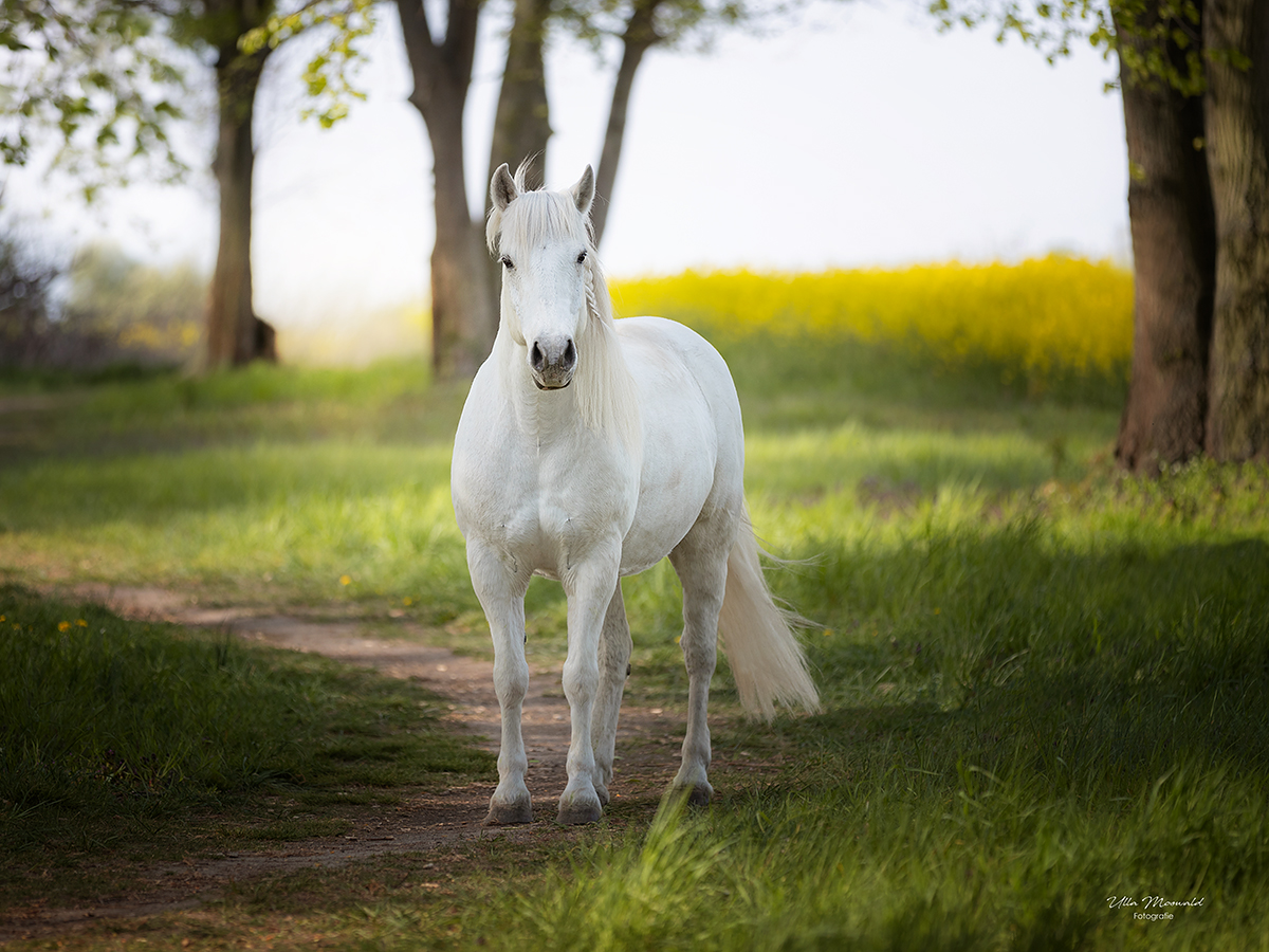 ...fehlt nur das Einhorn...