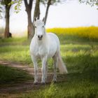 ...fehlt nur das Einhorn...