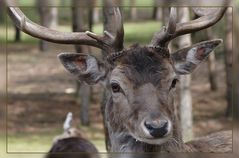 fehlt nur der "Jägermeister"